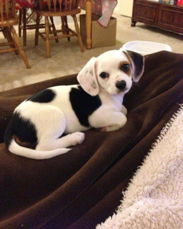 Mixed Dog Breeds (25 pics) Mixed Dog Breeds (25 pics)