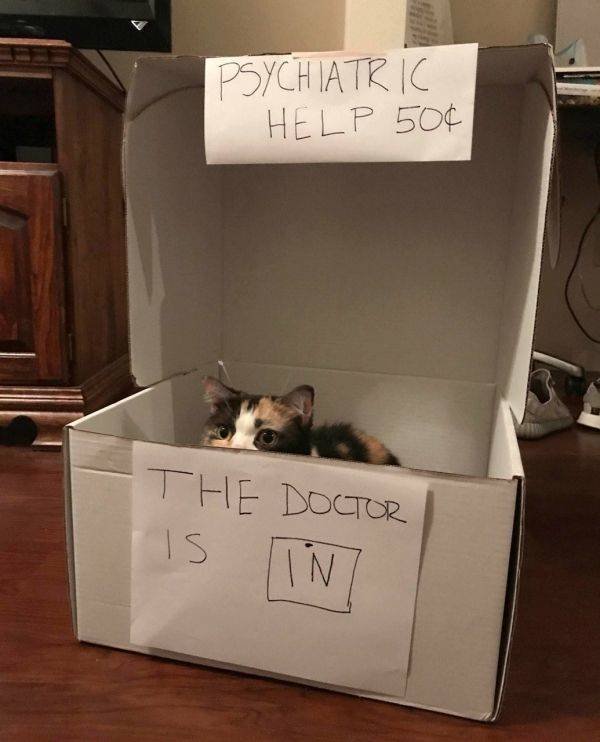 Funny Animals (55 pics)