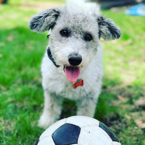 Mixed Dog Breeds (25 pics) Mixed Dog Breeds (25 pics)