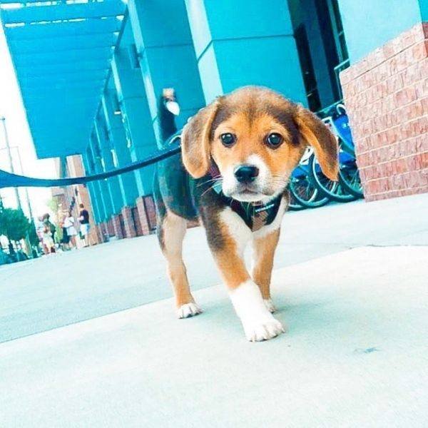 Mixed Dog Breeds (25 pics) Mixed Dog Breeds (25 pics)