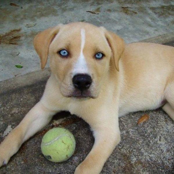 Mixed Dog Breeds (25 pics) Mixed Dog Breeds (25 pics)