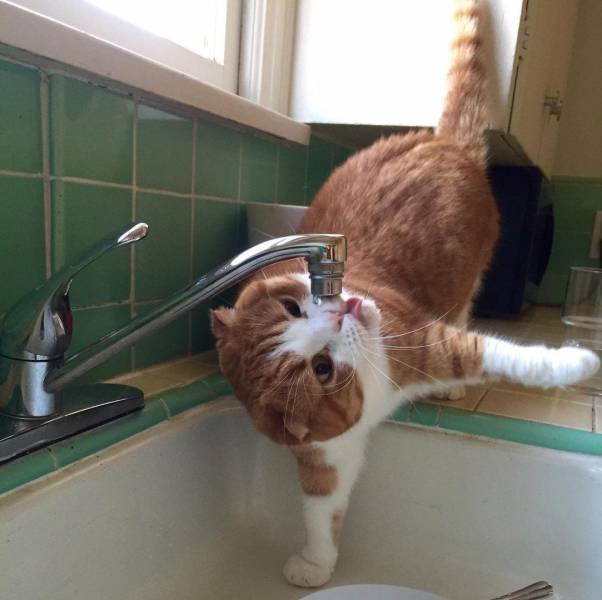 Funny Animals (55 pics)
