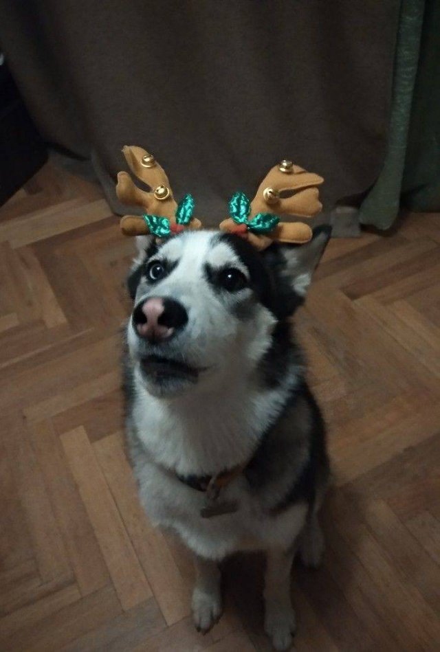 Funny Animals (55 pics)