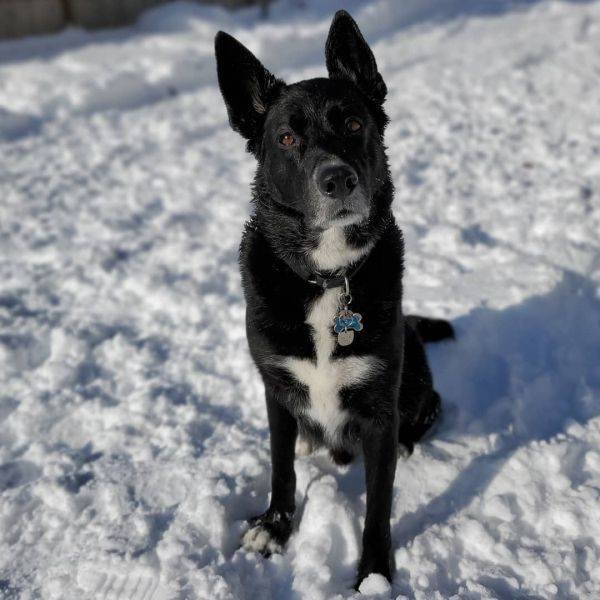 Mixed Dog Breeds (25 pics) Mixed Dog Breeds (25 pics)