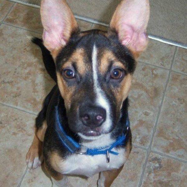Mixed Dog Breeds (25 pics) Mixed Dog Breeds (25 pics)