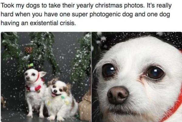 Funny Animals (55 pics)