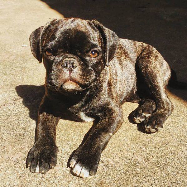 Mixed Dog Breeds (25 pics) Mixed Dog Breeds (25 pics)