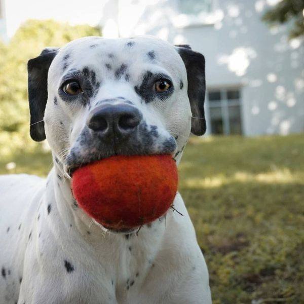 Mixed Dog Breeds (25 pics) Mixed Dog Breeds (25 pics)