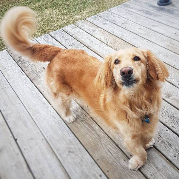 Mixed Dog Breeds (25 pics) Mixed Dog Breeds (25 pics)