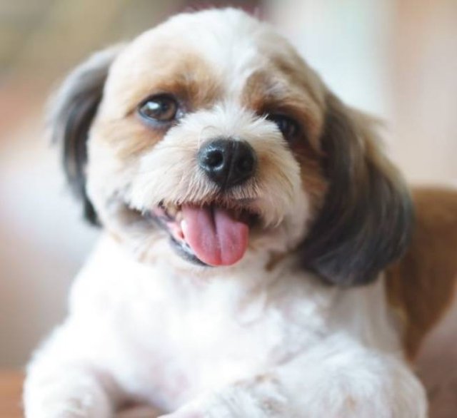 Mixed Dog Breeds (25 pics) Mixed Dog Breeds (25 pics)