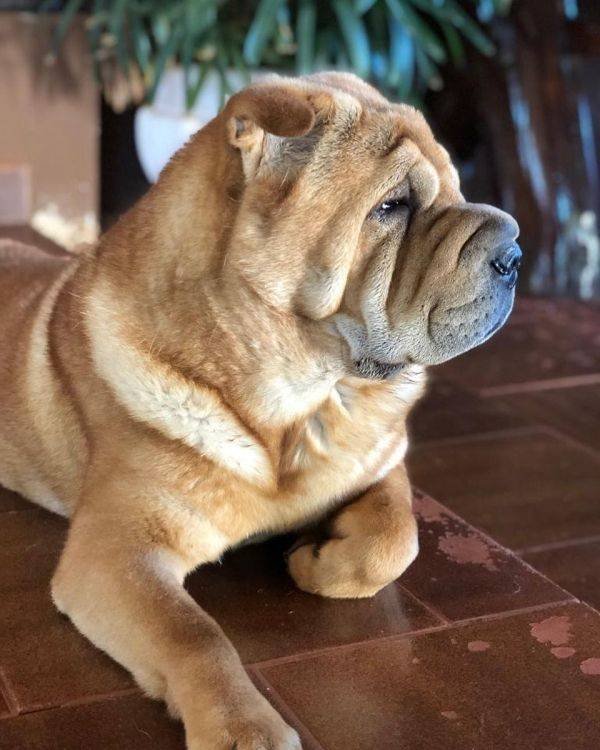 Mixed Dog Breeds (25 pics) Mixed Dog Breeds (25 pics)