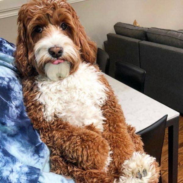 Mixed Dog Breeds (25 pics) Mixed Dog Breeds (25 pics)