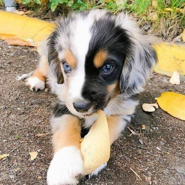 Mixed Dog Breeds (25 pics) Mixed Dog Breeds (25 pics)