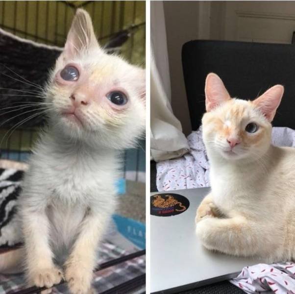 People Share Their Adopted Pets (20 pics)