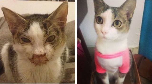 People Share Their Adopted Pets (20 pics)