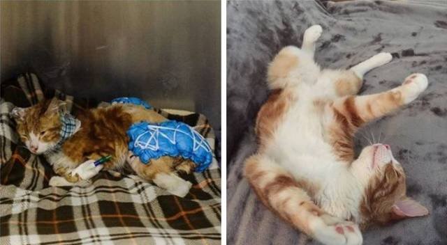 People Share Their Adopted Pets (20 pics)