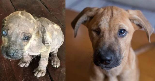 People Share Their Adopted Pets (20 pics)