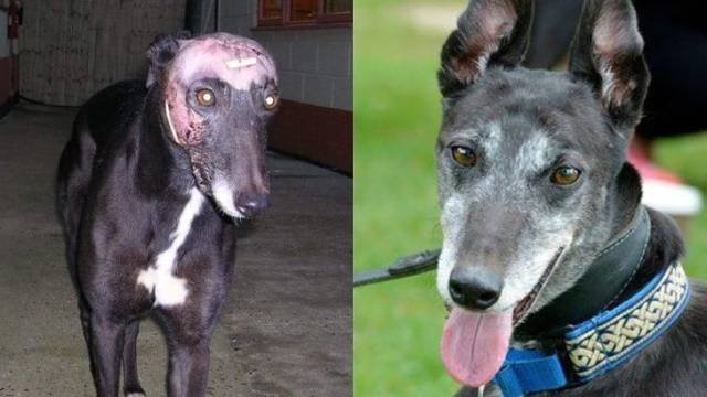 People Share Their Adopted Pets (20 pics)