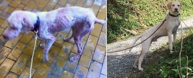 People Share Their Adopted Pets (20 pics)