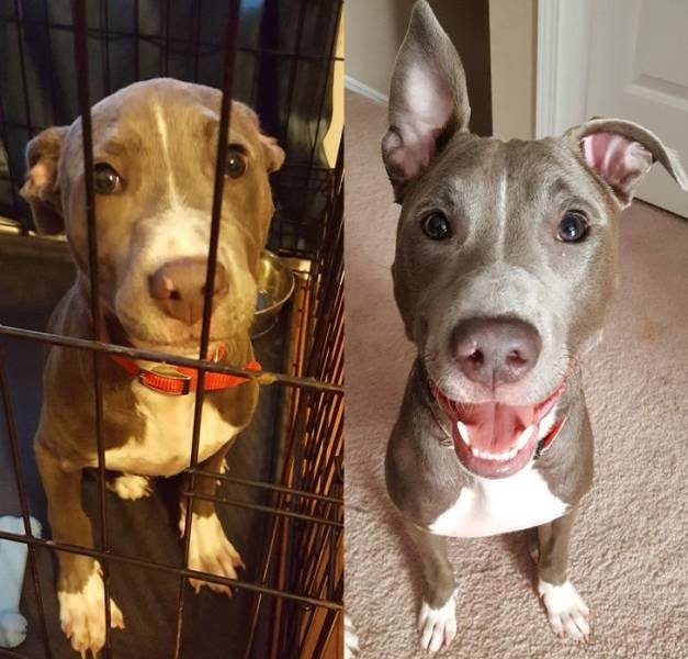 People Share Their Adopted Pets (20 pics)
