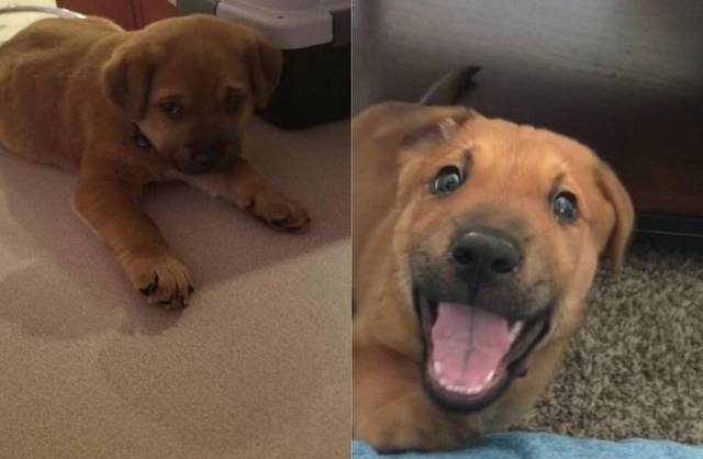 People Share Their Adopted Pets (20 pics)