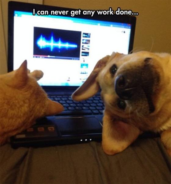 Funny Animals (46 pics)