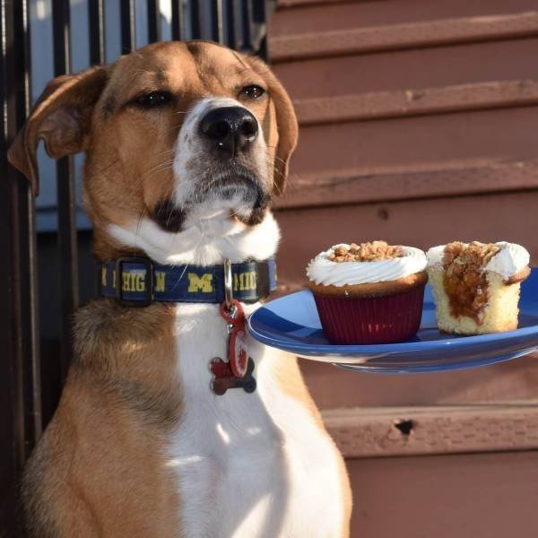 Funny Animals (46 pics)