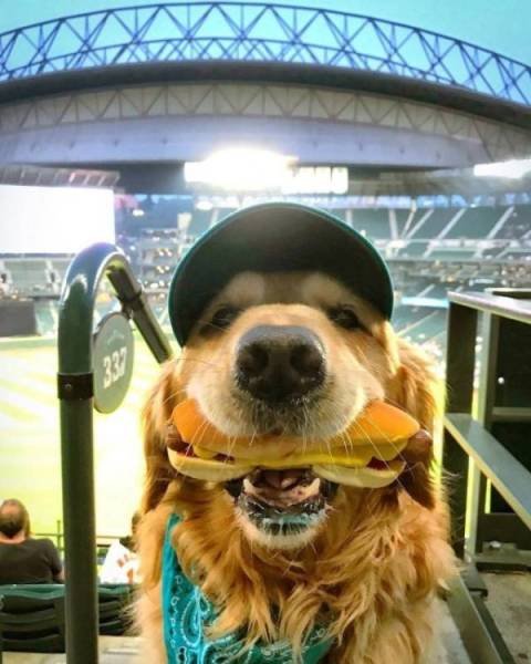 Funny Animals (46 pics)