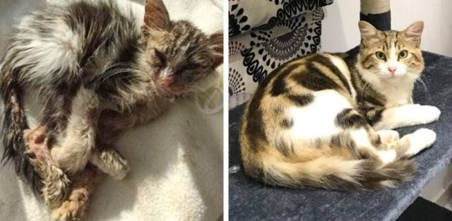 People Share Their Adopted Pets (20 pics)