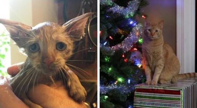 People Share Their Adopted Pets (20 pics)