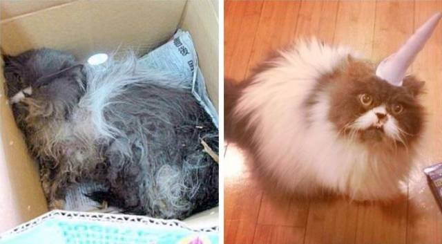 People Share Their Adopted Pets (20 pics)