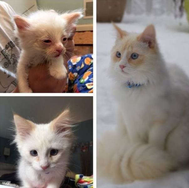 People Share Their Adopted Pets (20 pics)