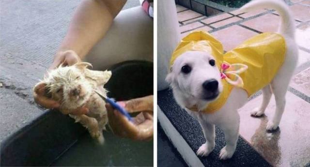 People Share Their Adopted Pets (20 pics)