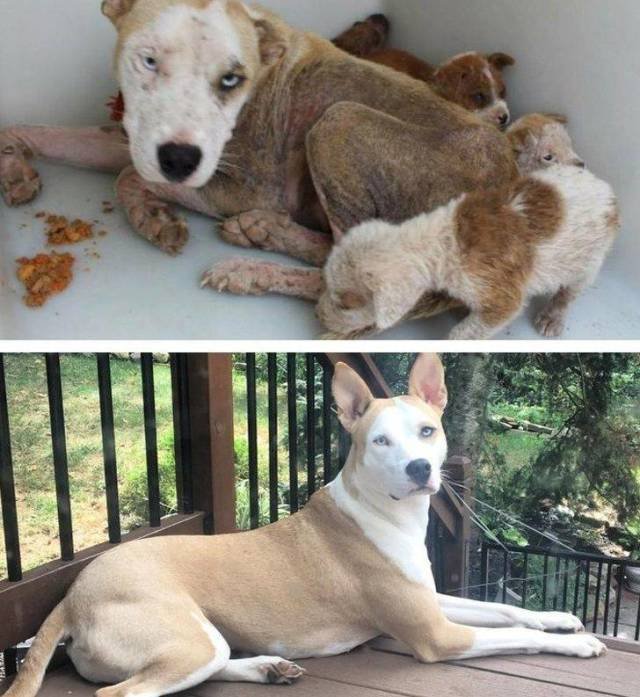 People Share Their Adopted Pets (20 pics)