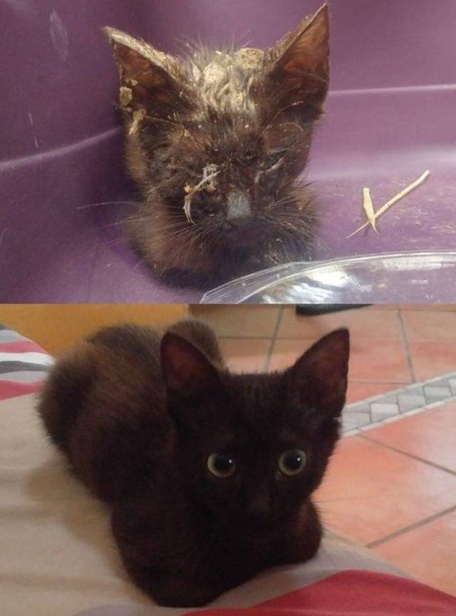 People Share Their Adopted Pets (20 pics)