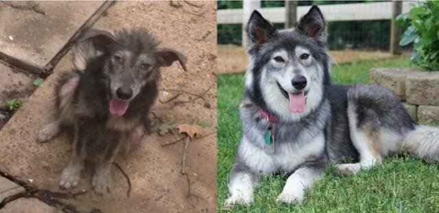 People Share Their Adopted Pets (20 pics)