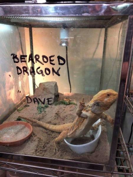 Funny Animals (46 pics)