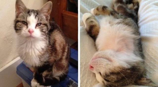 People Share Their Adopted Pets (20 pics)