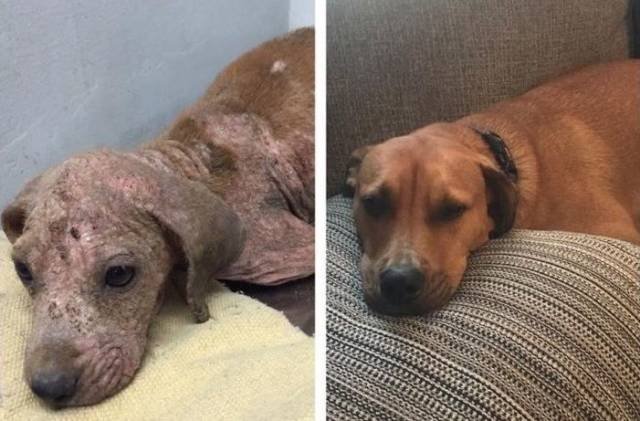 People Share Their Adopted Pets (20 pics)