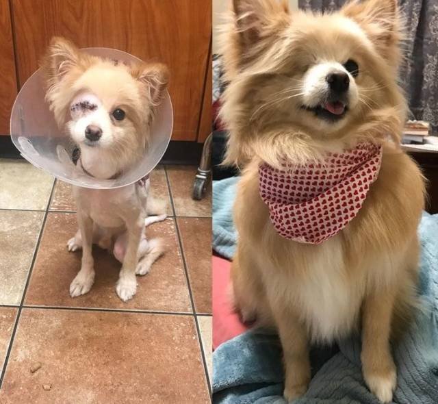 People Share Their Adopted Pets (20 pics)