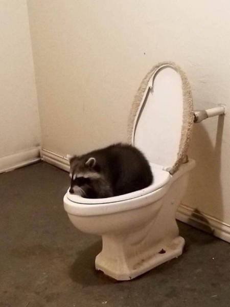 Funny Animals (46 pics)