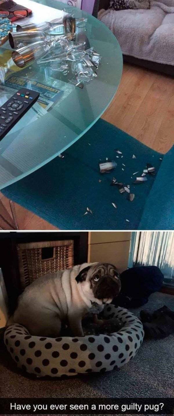 Funny Animals (46 pics)
