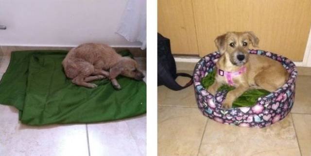 People Share Their Adopted Pets (20 pics)
