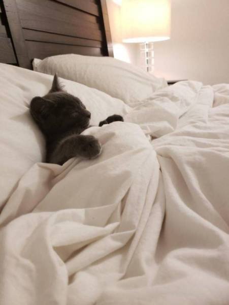Funny Animals (46 pics)