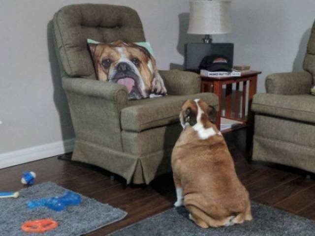 Funny Animals (46 pics)