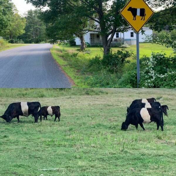 Funny Signs (23 pics)