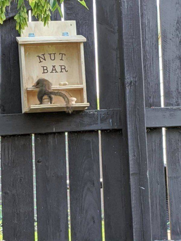 Funny Animals (46 pics)