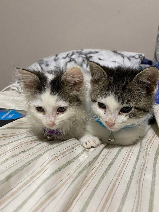 People Tell Stories About Their Adopted Pets (40 pics)