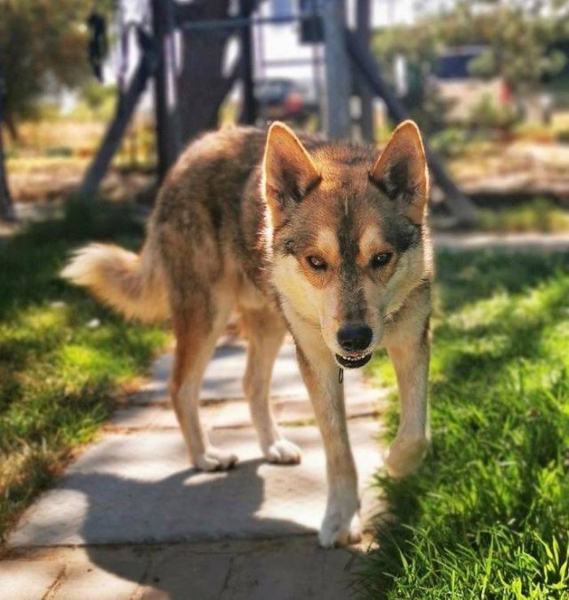 People Tell Stories About Their Adopted Pets (40 pics)