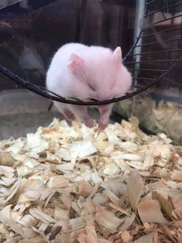 Funny Animals (46 pics)